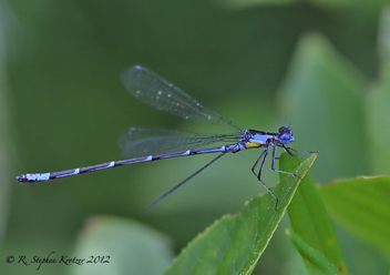 Chromagrion conditum, male